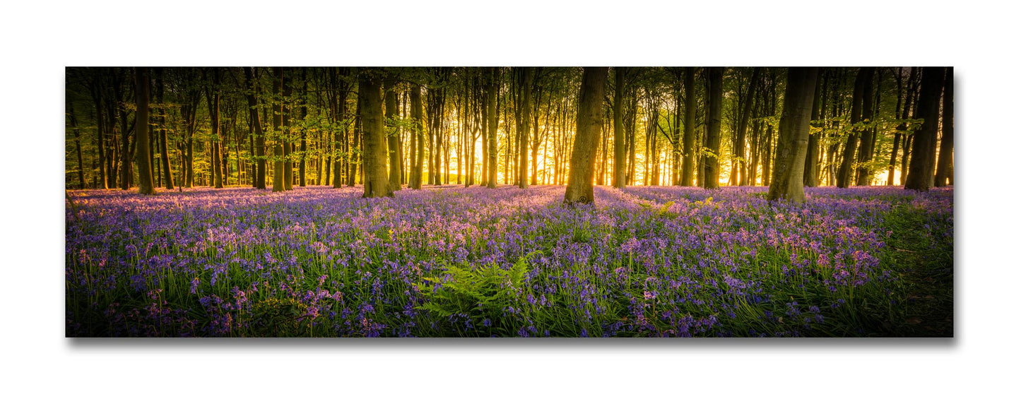 Kingswood Bluebells Panorama in 22x9" Mount