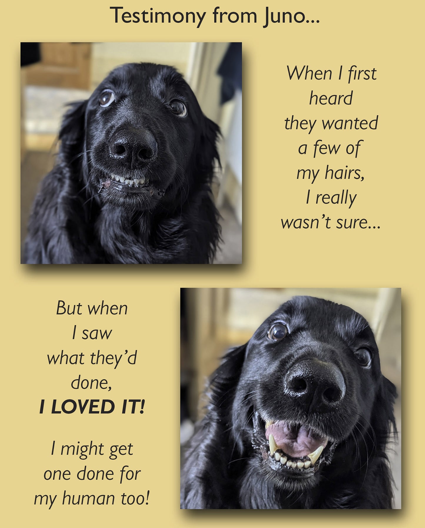 Pet Hair with Grain of Sand Prints