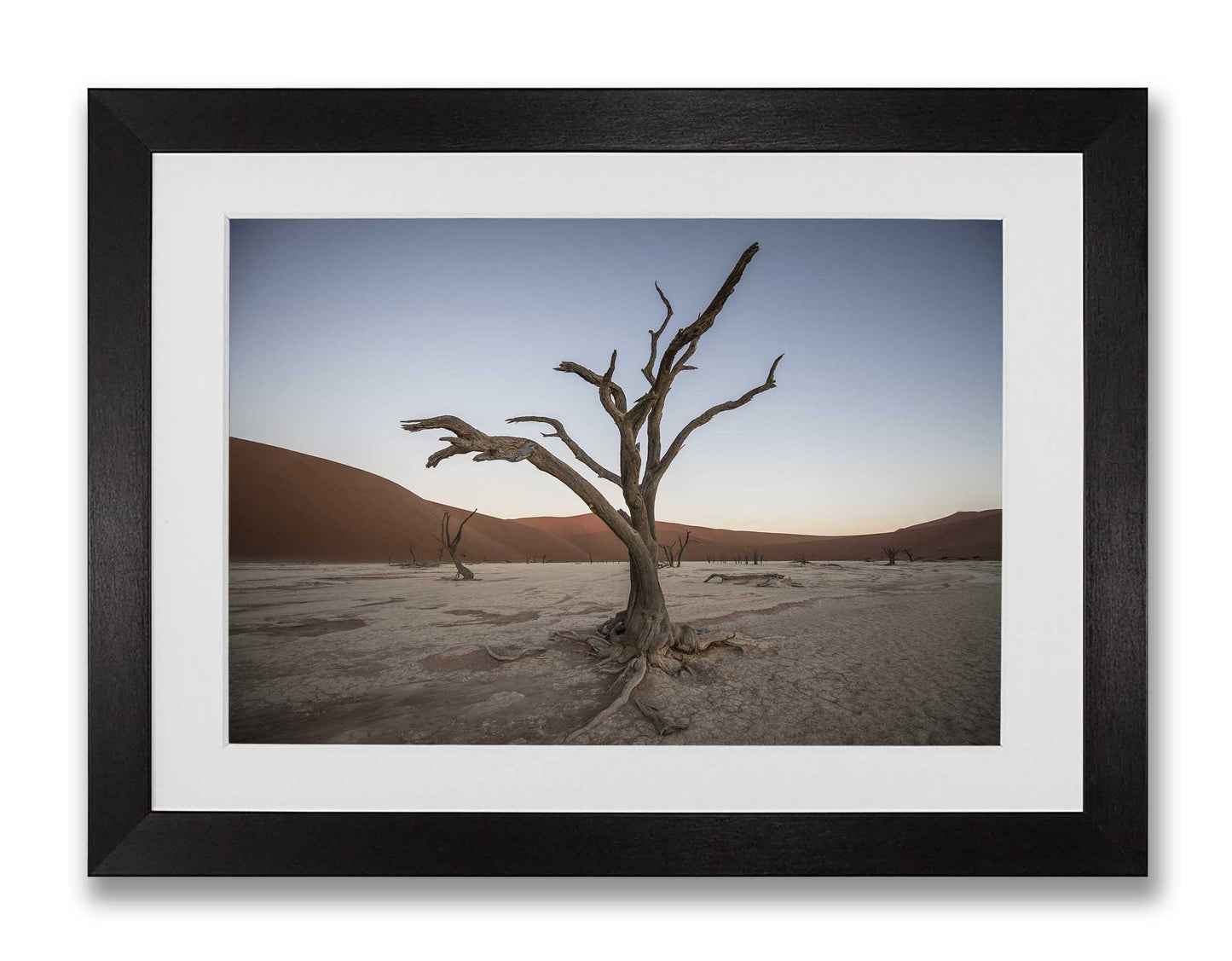 Camel Thorn Tree, Deadvlei, Namibia