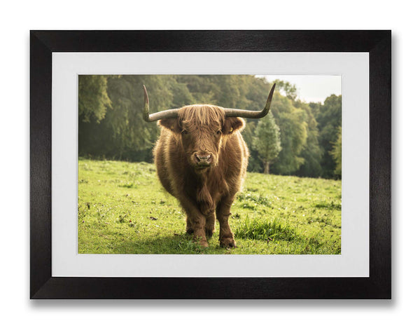 Highland Cow, Whitfield Mk.1