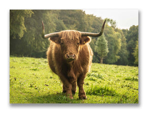 Highland Cow, Whitfield Mk.1
