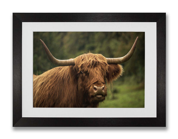 Highland Cow, Whitfield Mk.2