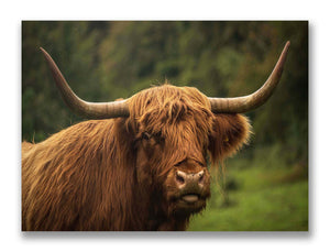 Highland Cow, Whitfield Mk.2