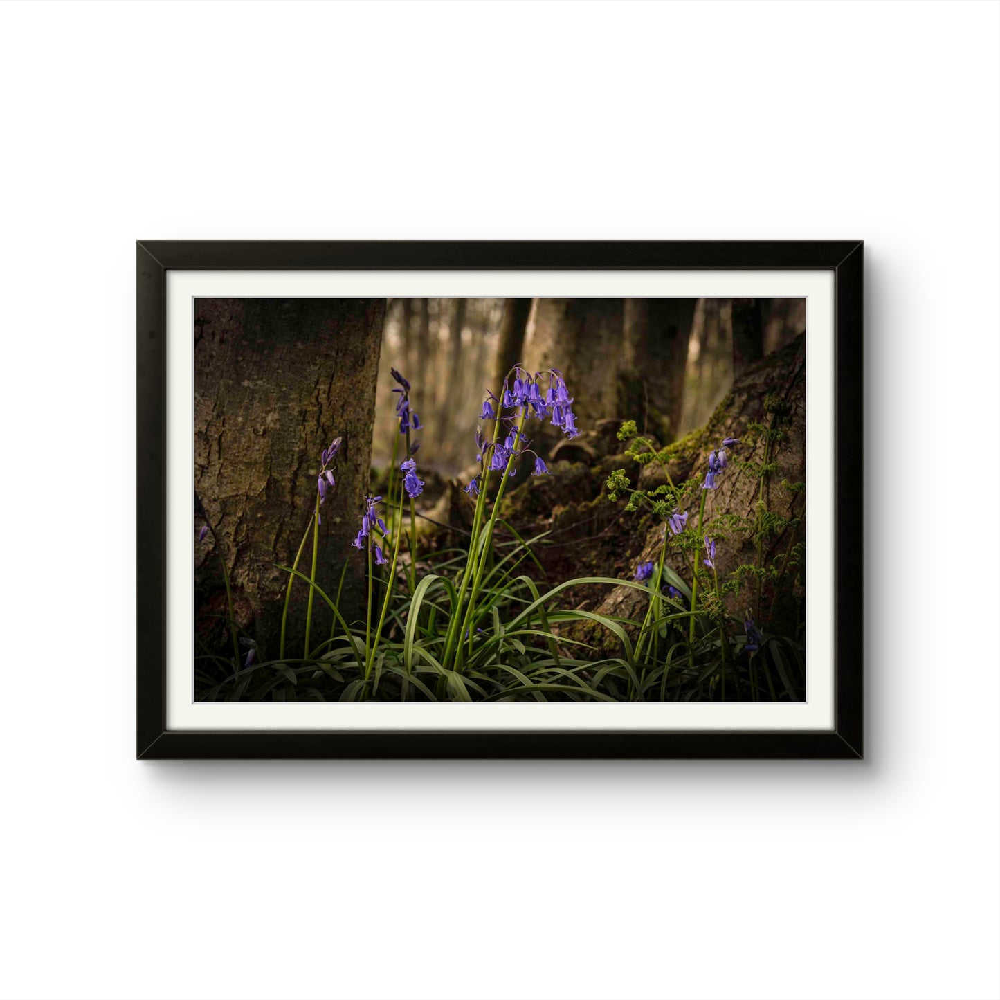 Bluebells in Kings Wood