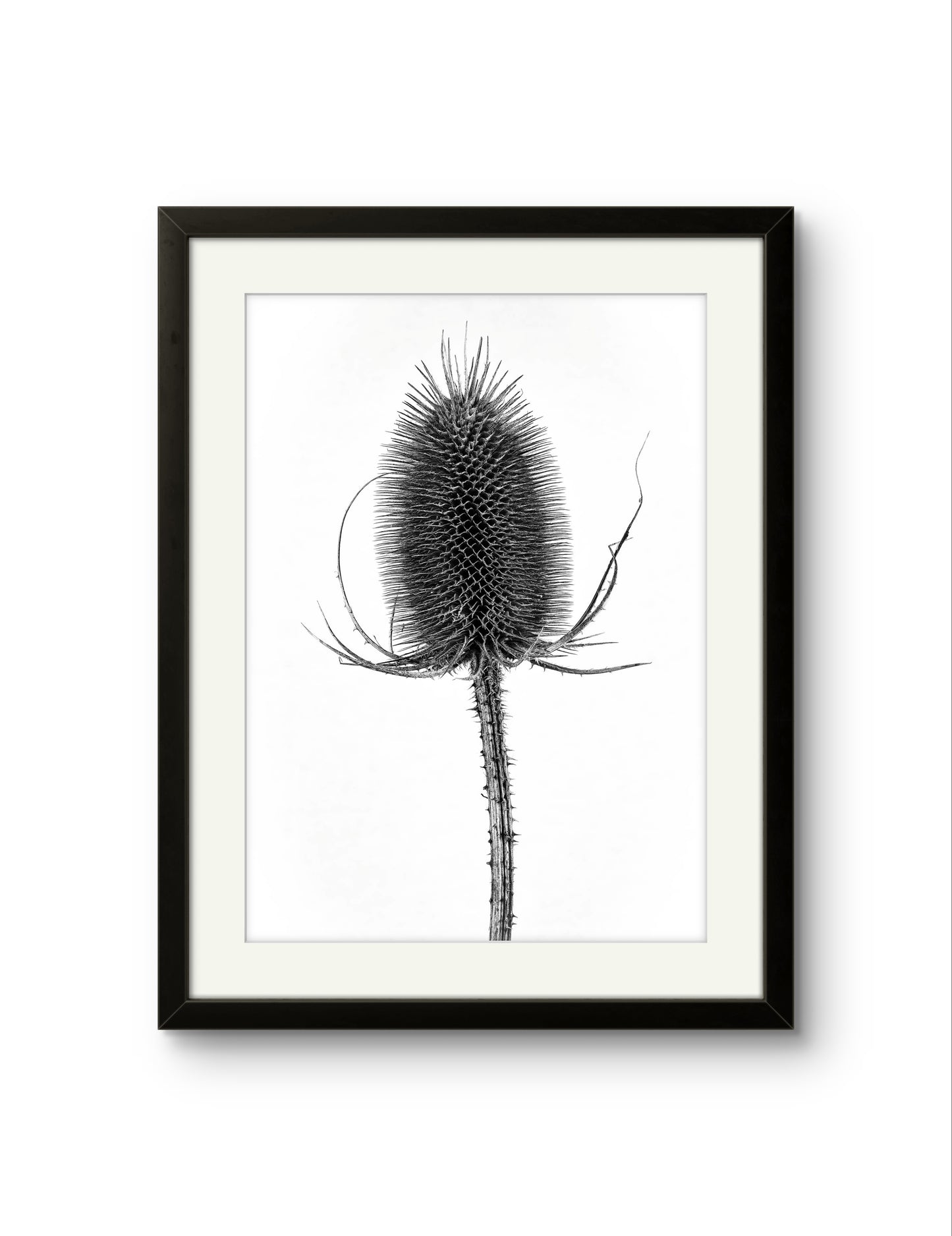 Wild Teasel