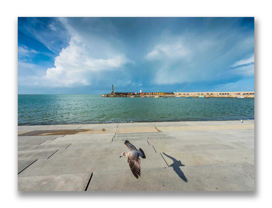 Margate Seagull