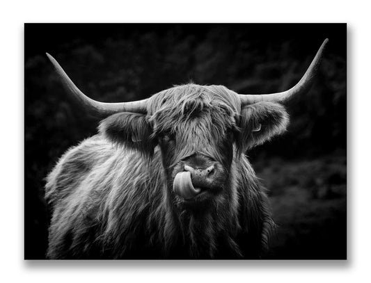 Highland Cow, Whitfield Mk.3