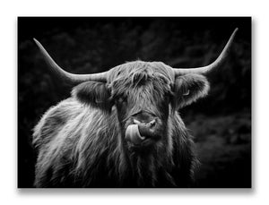 Highland Cow, Whitfield Mk.3