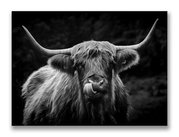 Highland Cow, Whitfield Mk.3