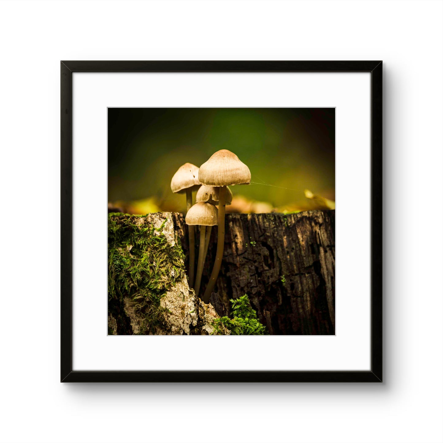 Bonnet Mushrooms