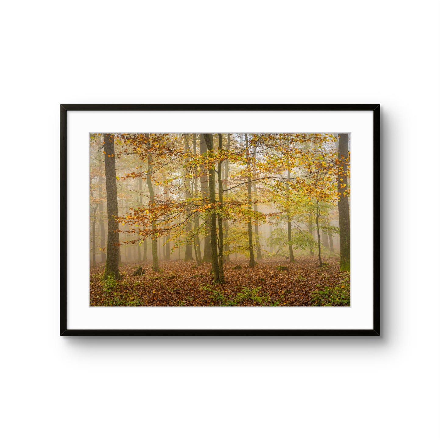 Stennweiler Forest, Germany Mk.3