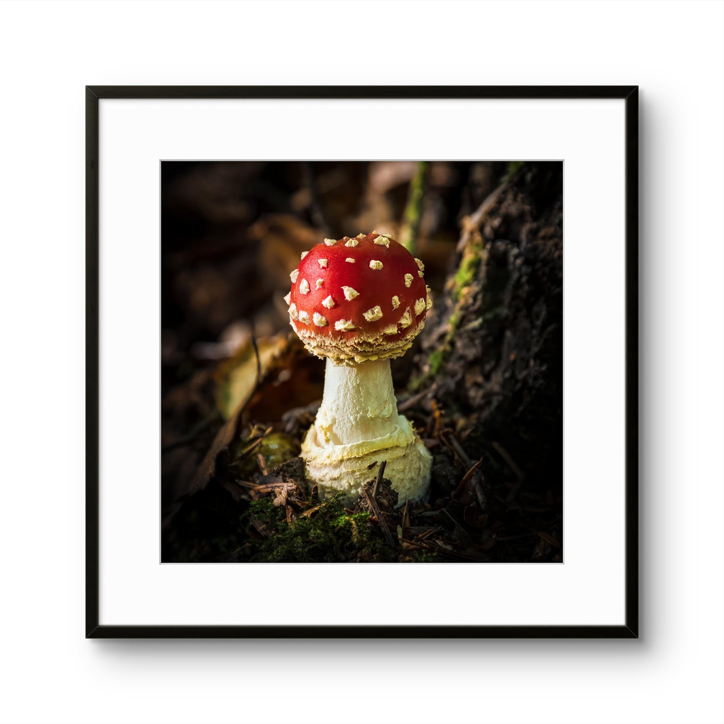 Fly Agaric Mushroom
