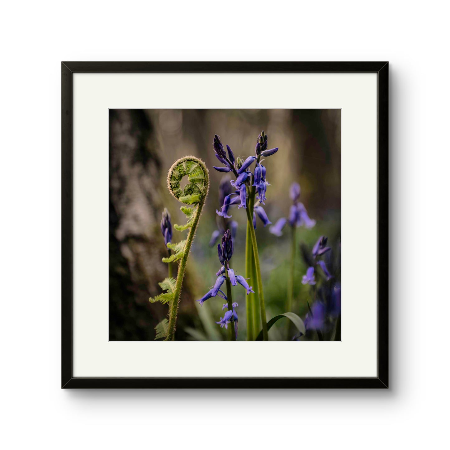 The Fern and the Bluebell