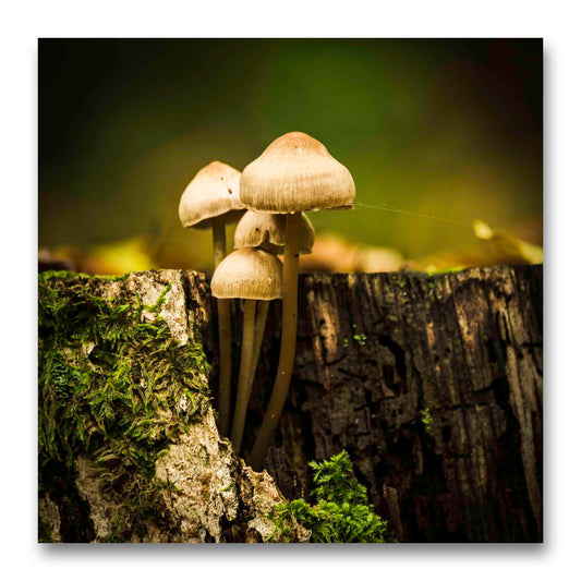 Bonnet Mushrooms