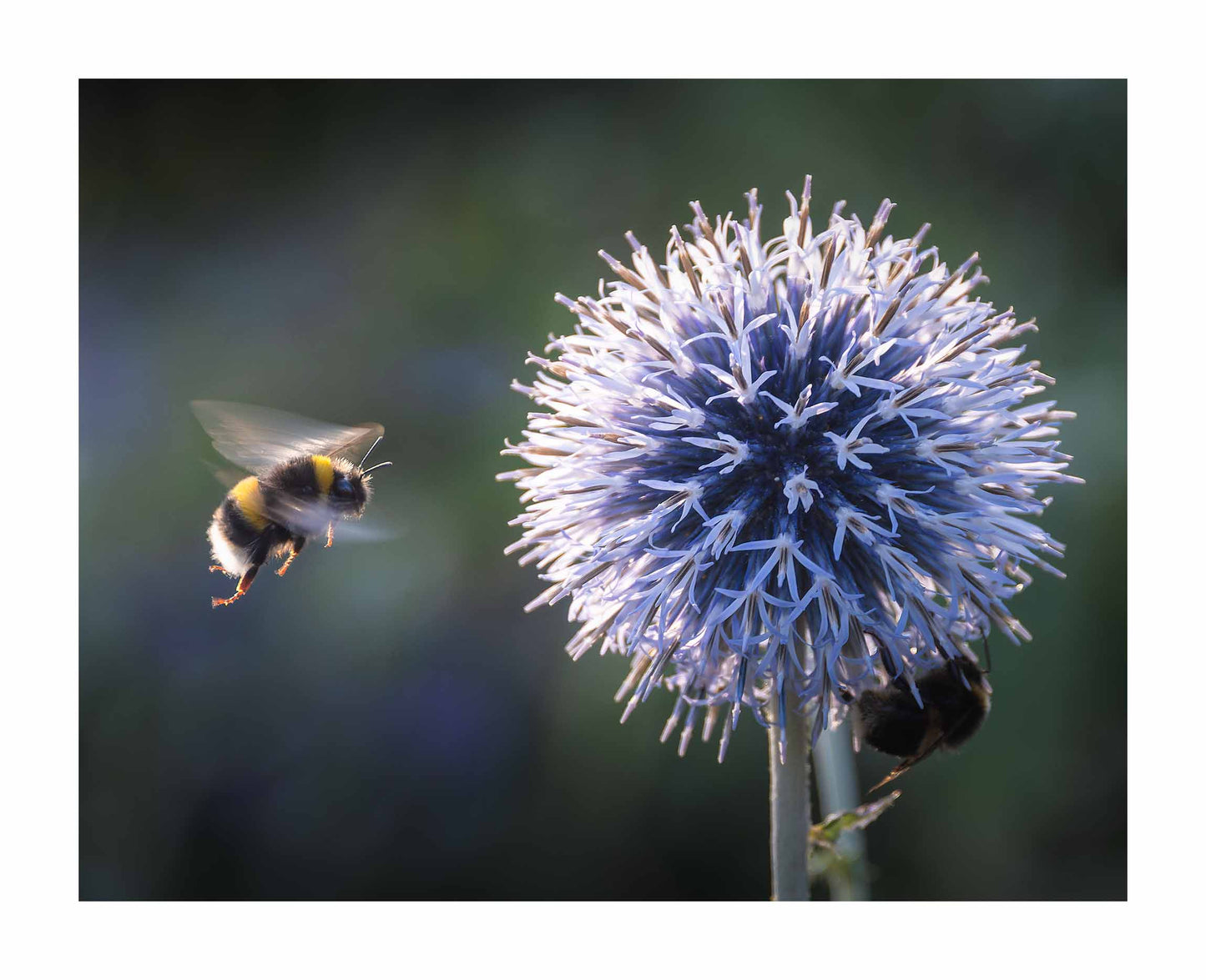 Buzz