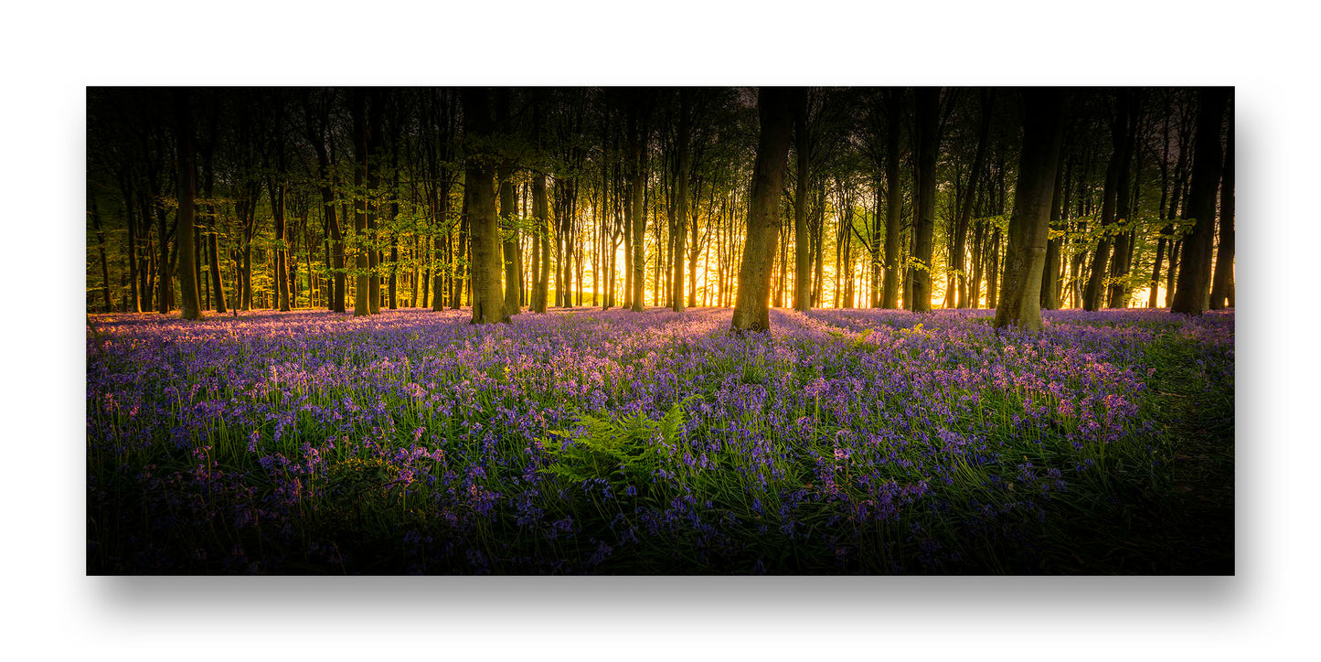 Kings Wood Bluebells Panorama