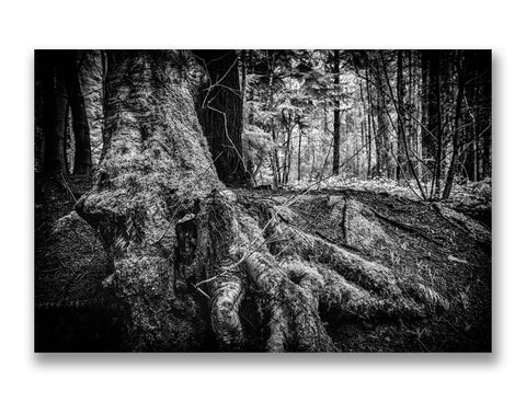 Lyminge Forest, Mk.2