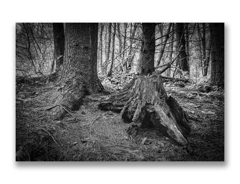 Lyminge Forest, Mk.3