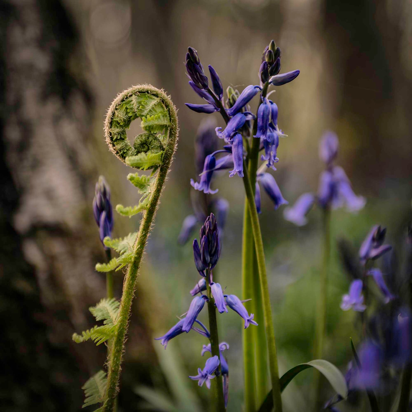 The Fern and the Bluebell