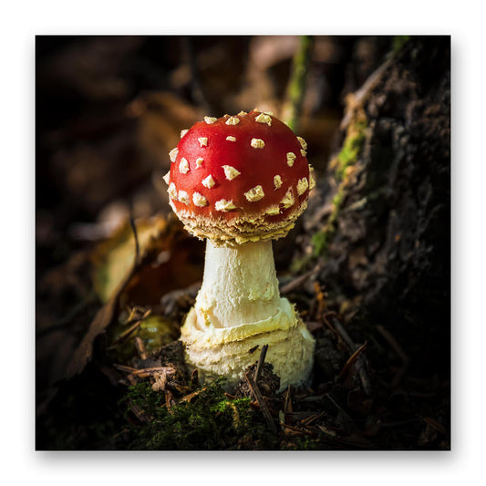 Fly Agaric Mushroom