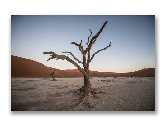 Camel Thorn Tree, Deadvlei, Namibia