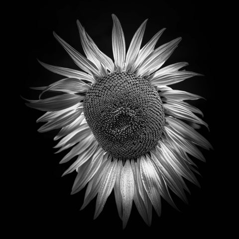 Sunflower - LE of 10