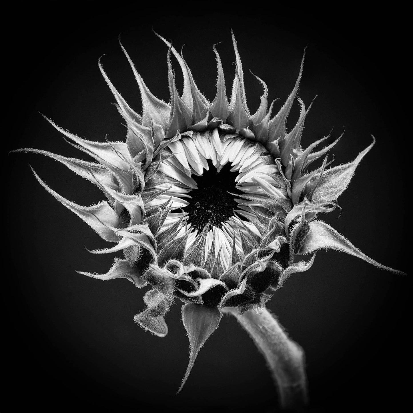 Sunflower Collection - LE of 10