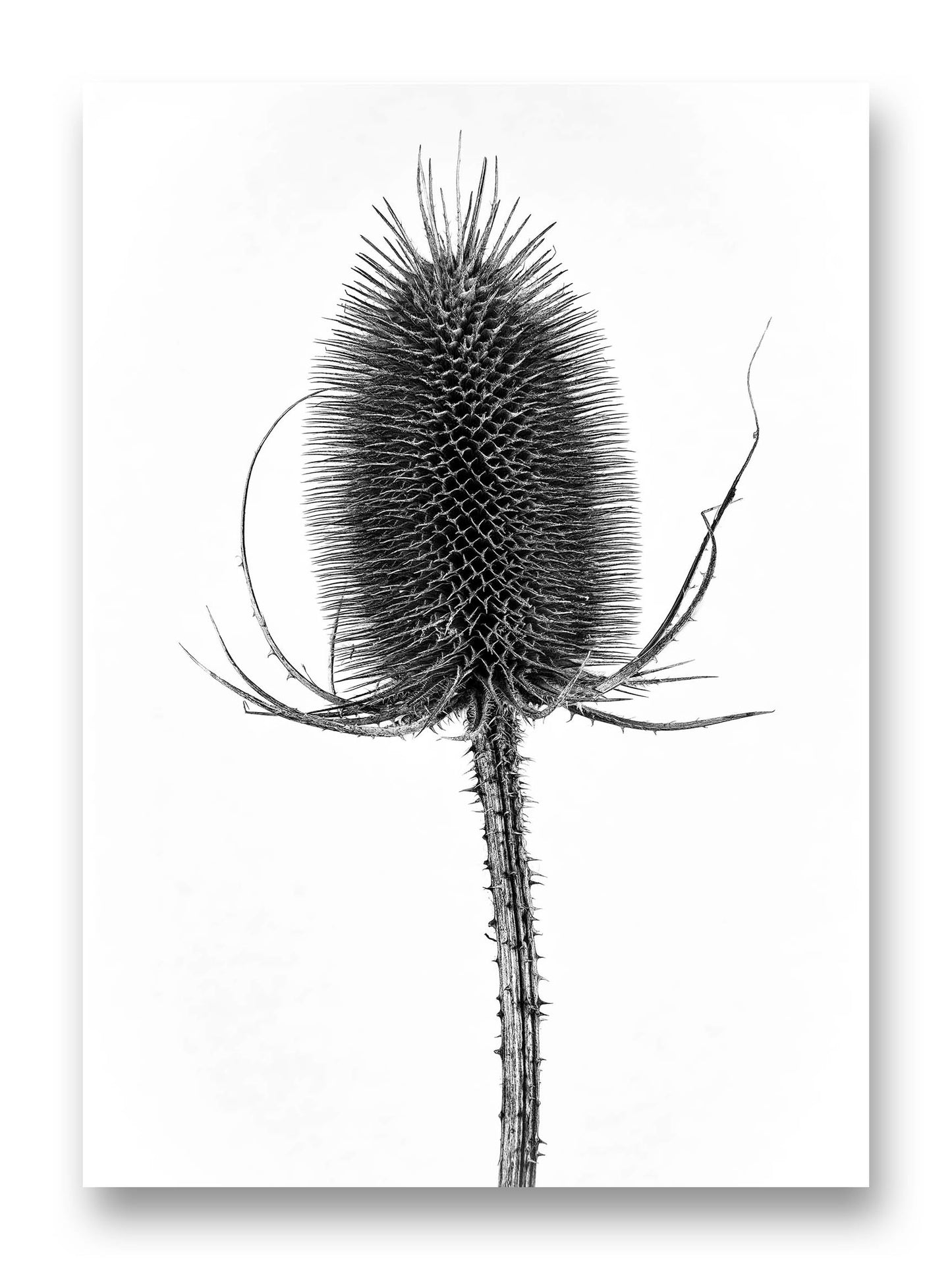Wild Teasel