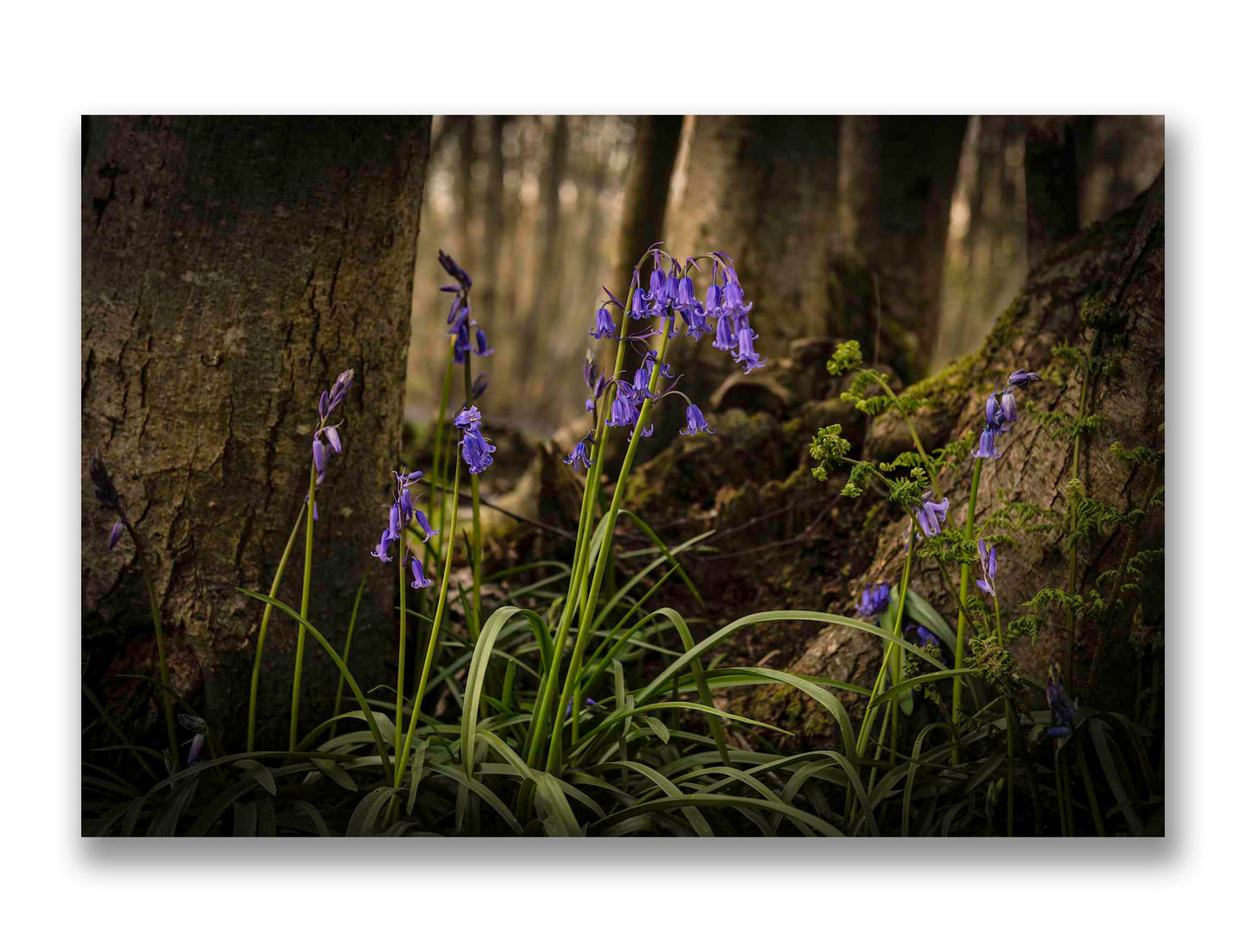 Bluebells in Kings Wood