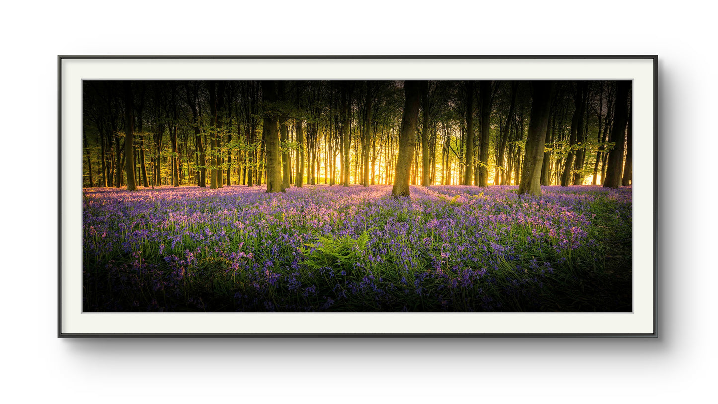 Kings Wood Bluebells Panorama