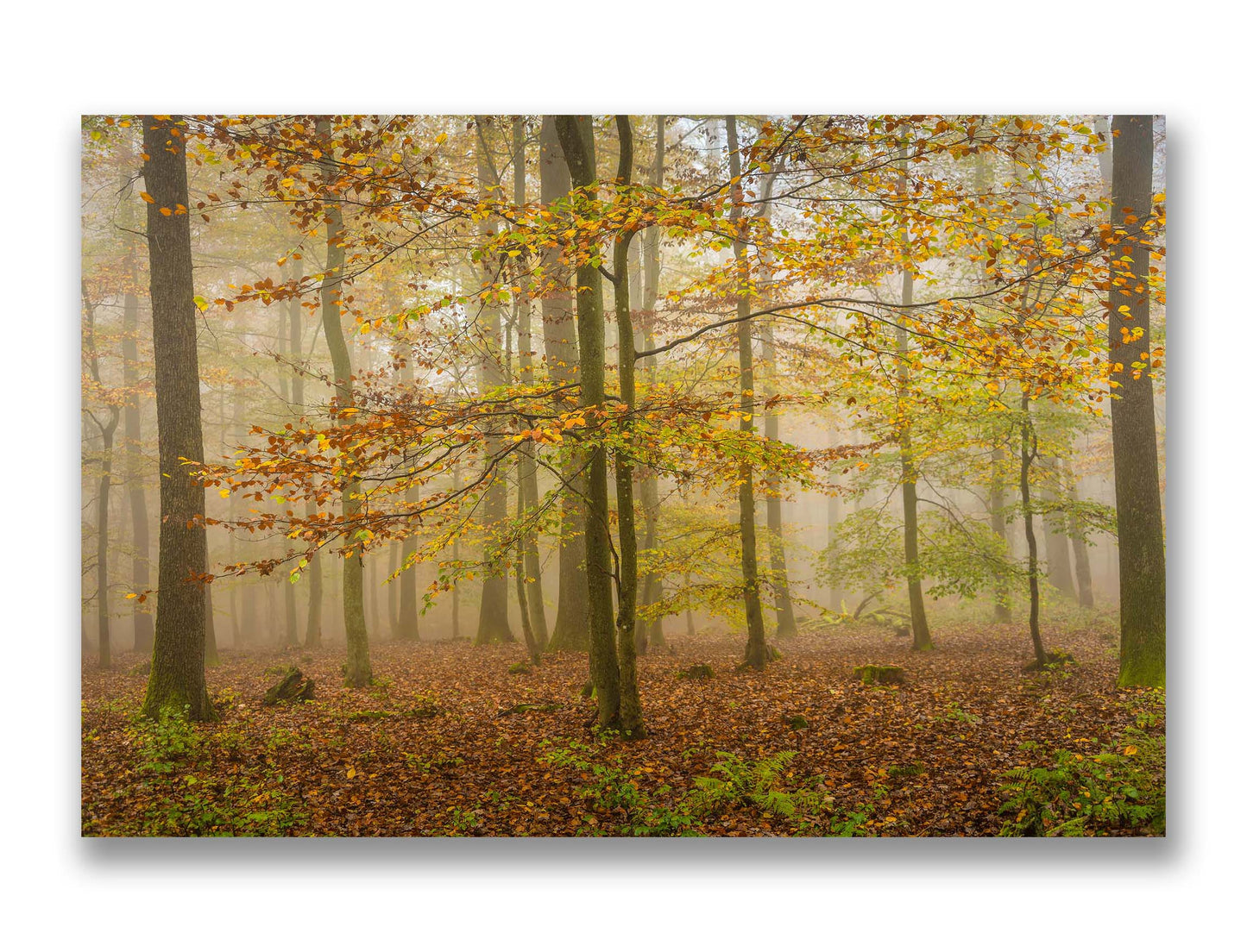 Stennweiler Forest, Germany Mk.3